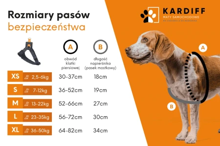 Grafika-pasy.png-zmniejszone-scaled.png